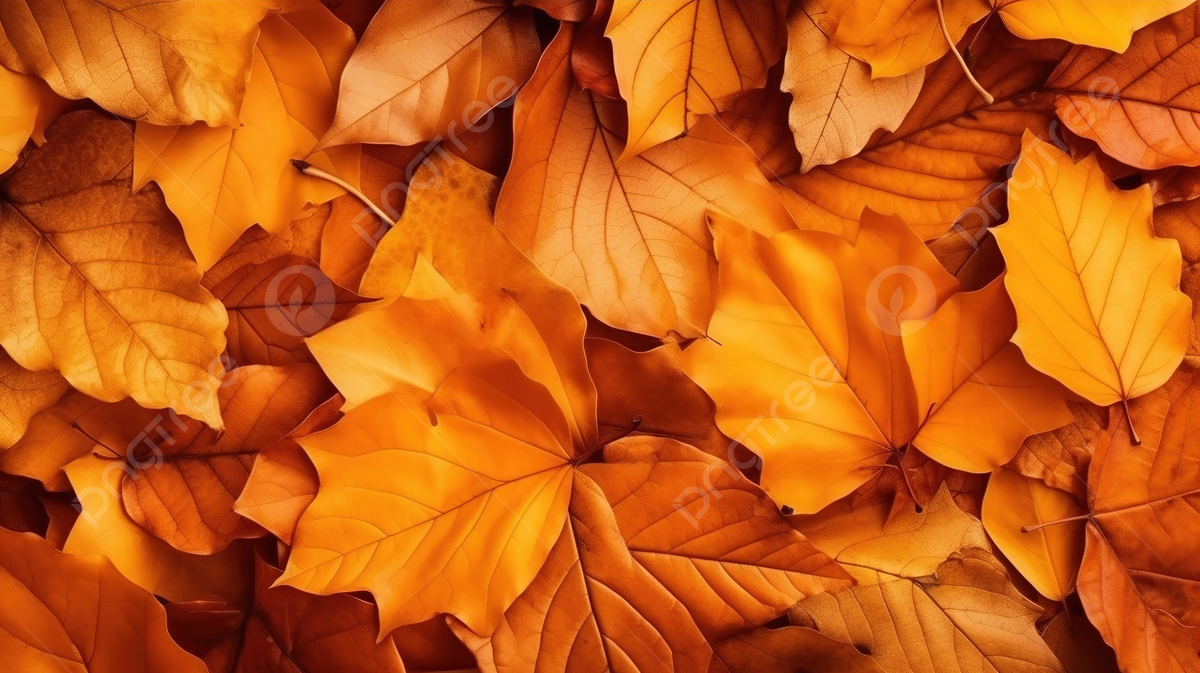 PROSSIMA GARA "LOUISIANA D'AUTUNNO"